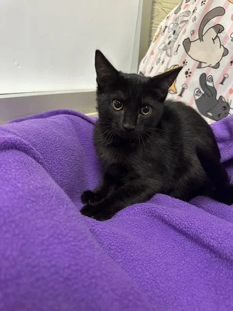 A baby small-sized female Black Domestic Short Hair cat named Bianca for adoption in Parlier, CA