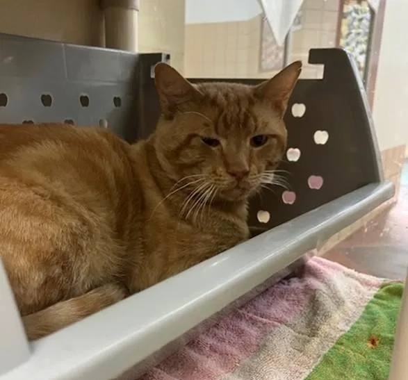 An adult large-sized male Domestic Short Hair cat named Comet for adoption in Springfield, MA
