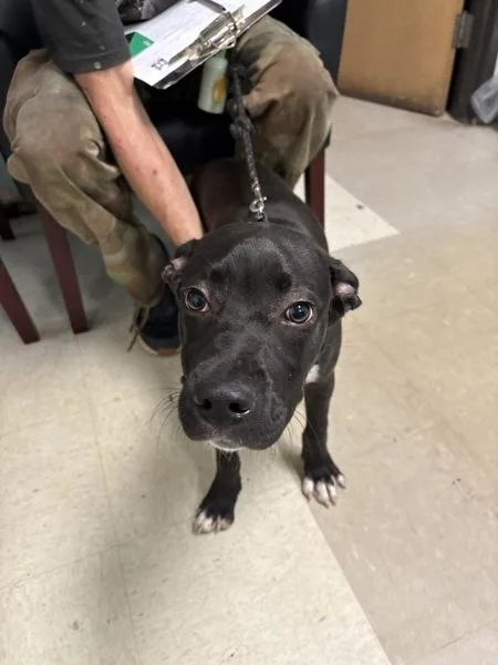 A baby medium-sized male Pit Bull Terrier dog named Dingo Baby for adoption in Mobile, AL