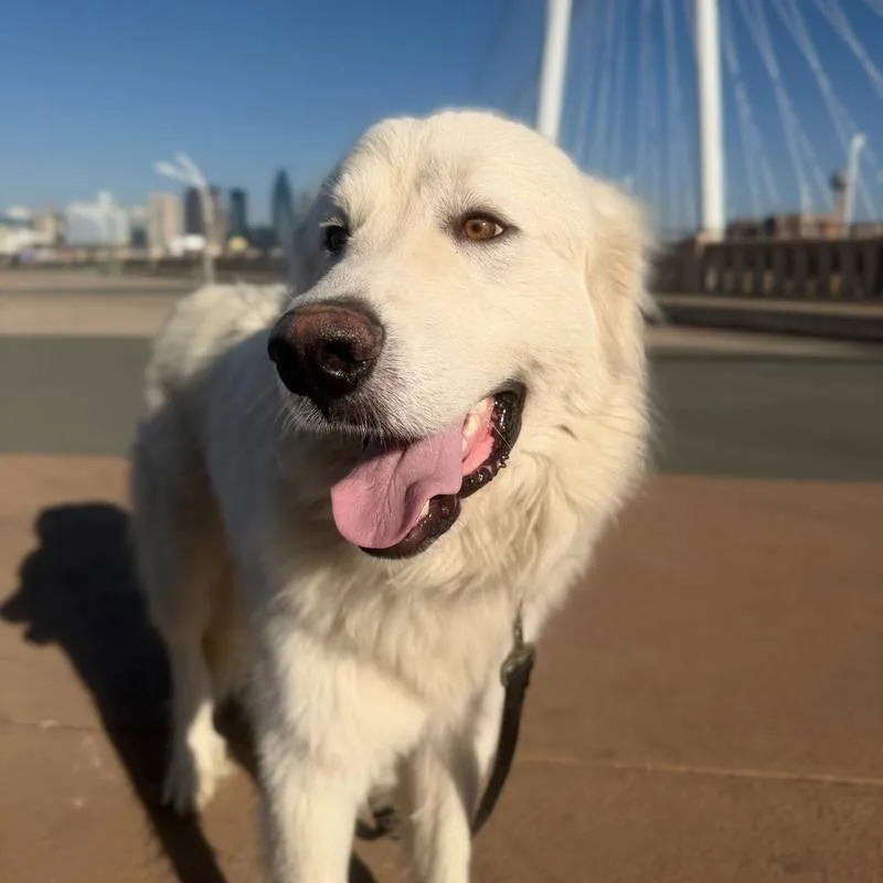 A young large-sized male White / Cream Great Pyrenees dog named Merlin for adoption in Spring, TX