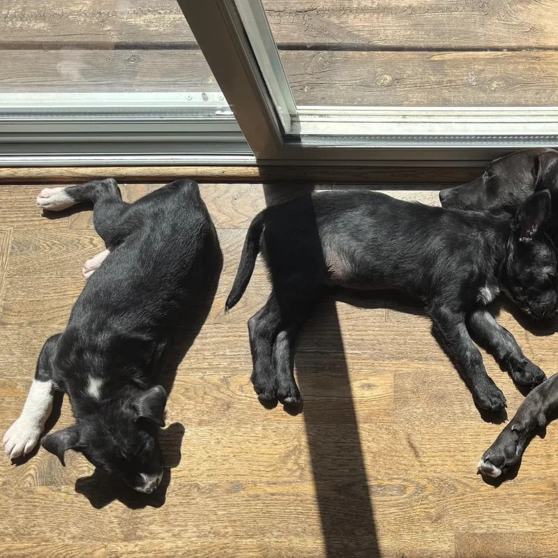 A baby small-sized female Black Mixed Breed dog named Cinder for adoption in Buffalo, MN