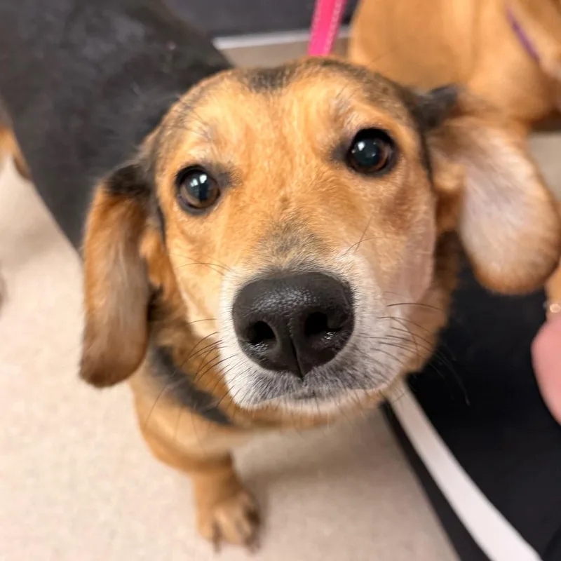 An adult medium-sized female Beagle dog named Mj for adoption in Evansville, IN