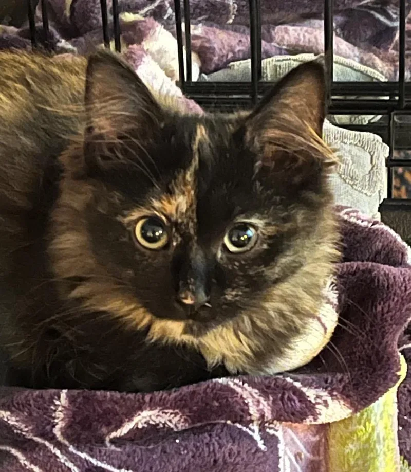 A baby small-sized female Domestic Medium Hair cat named Lita for adoption in Newaygo, MI