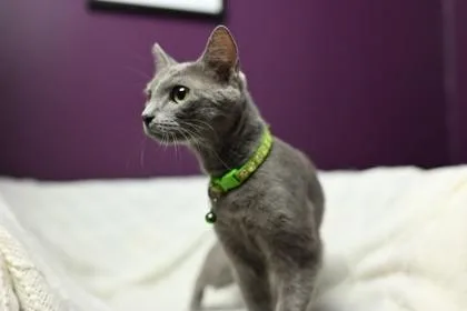 An adult medium-sized female Domestic Short Hair cat named Peach for adoption in Savannah, GA