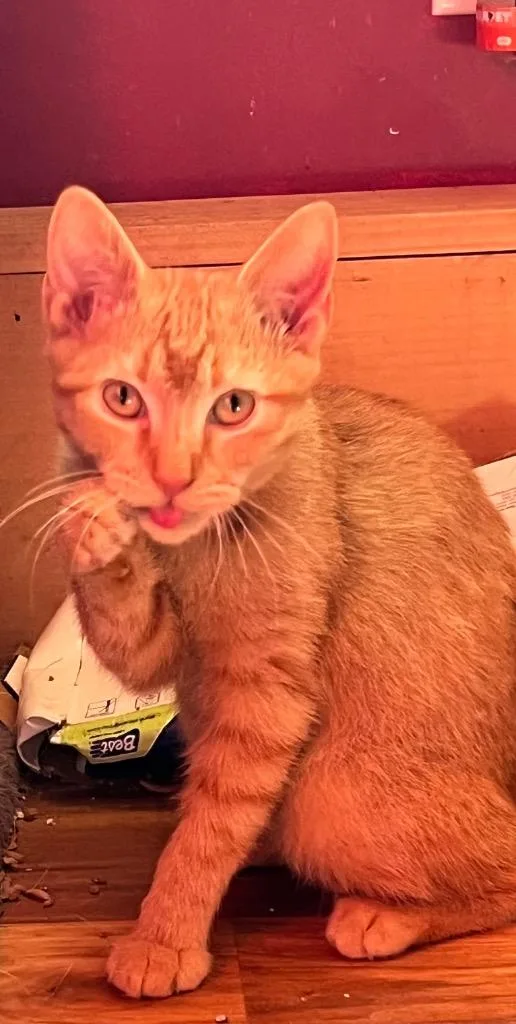 A baby small-sized male Domestic Short Hair cat named Finch for adoption in Gorham, ME