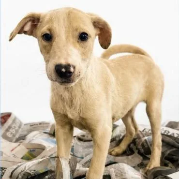 A baby medium-sized male Yellow / Tan / Blond / Fawn Mixed Breed dog named Coco for adoption in Fredericksburg, VA