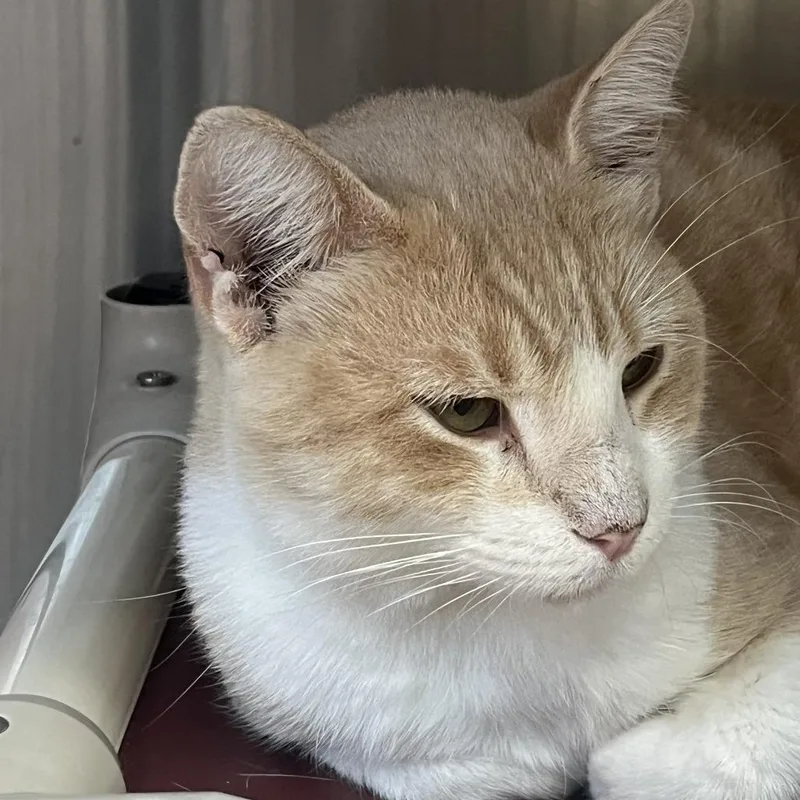 An adult medium-sized male Domestic Short Hair cat named Gingyboy for adoption in Kyle, TX