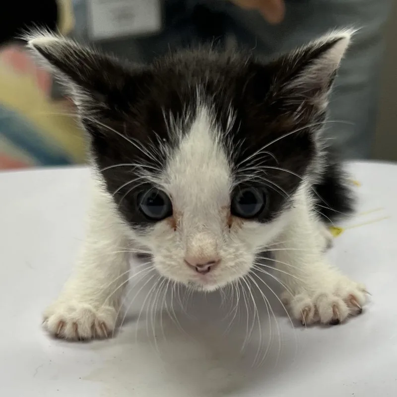 A baby small-sized male Black Domestic Short Hair cat named Murdock for adoption in Lufkin, TX
