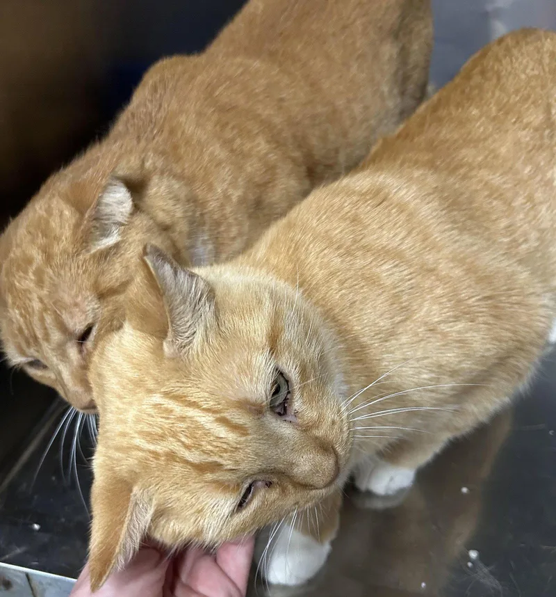 An adult medium-sized female American Shorthair cat named Amber & Autumn for adoption in Monticello, MS