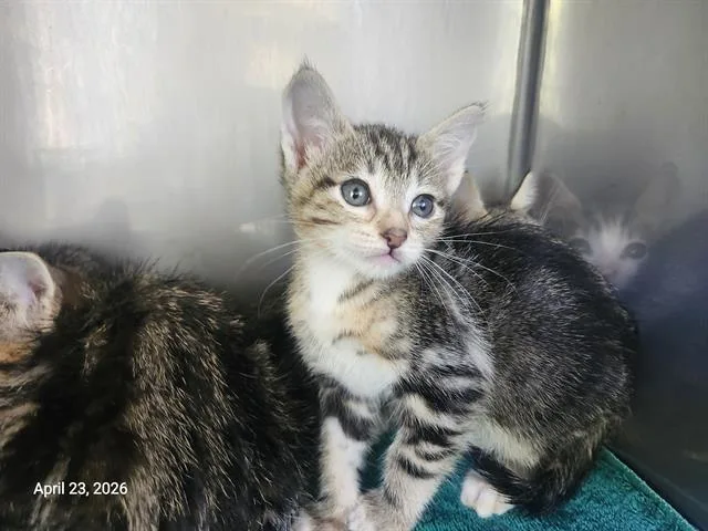 A baby small-sized female Domestic Short Hair cat named Candy Cane for adoption in Santa Cruz, CA