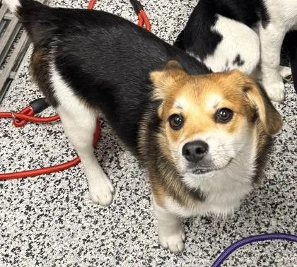 An adult small-sized male Beagle dog named Rye for adoption in West Chester, PA