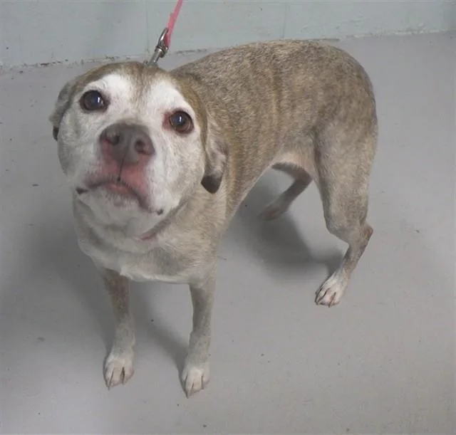 An adult medium-sized female Pit Bull Terrier dog named Bella for adoption in Augusta, GA