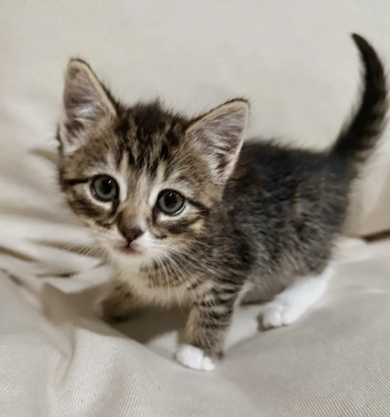 A baby small-sized female Tabby (Gray / Blue / Silver) Domestic Short Hair cat named Mochi for adoption in Ridgewood, NY