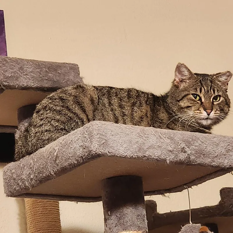 An adult large-sized male Brown / Chocolate Domestic Short Hair cat named Biggety Bob for adoption in Eaton Rapids, MI