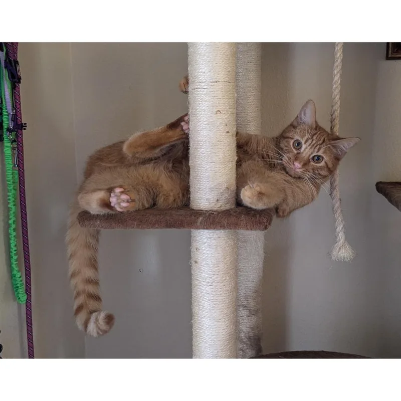 A young medium-sized male Tabby (Orange / Red) Tabby cat named Liam for adoption in Morgan Hill, CA