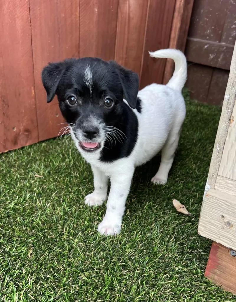 A baby small-sized male Terrier dog named Tucker Lee for adoption in El Cajon, CA