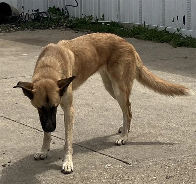 A young large-sized female Mixed Breed dog named Mohana for adoption in Dallas, TX