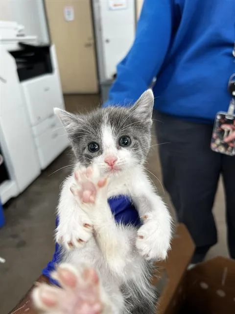 A baby medium-sized female Domestic Medium Hair cat named Daisy for adoption in Dallas, TX