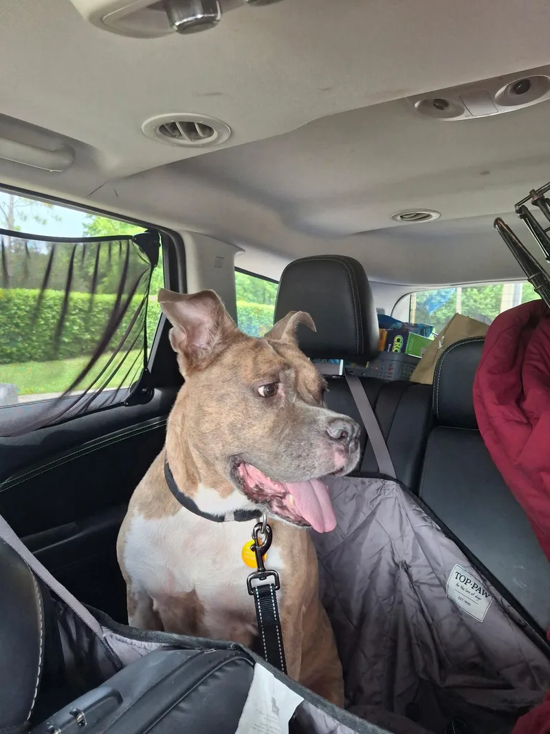 An adult medium-sized female American Staffordshire Terrier dog named Emerald for adoption in Lake Worth, FL