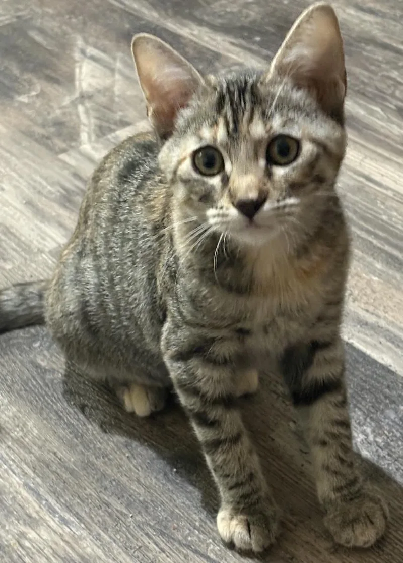 A baby medium-sized female Calico cat named MouseR & MableR for adoption in North Highlands, CA