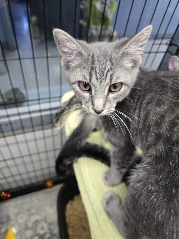 A young small-sized female Gray / Blue / Silver Domestic Short Hair cat named Cairo for adoption in Evansville, IN