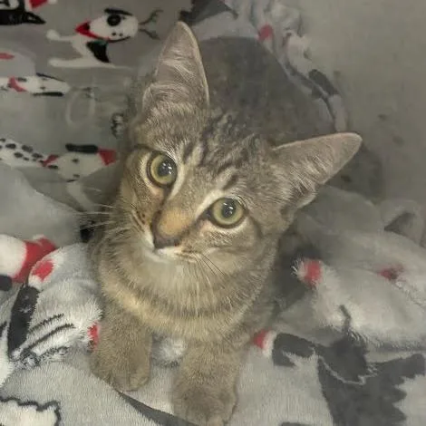 A baby small-sized male Brown / Chocolate Domestic Short Hair cat named Bebe for adoption in Jeffersonville, IN