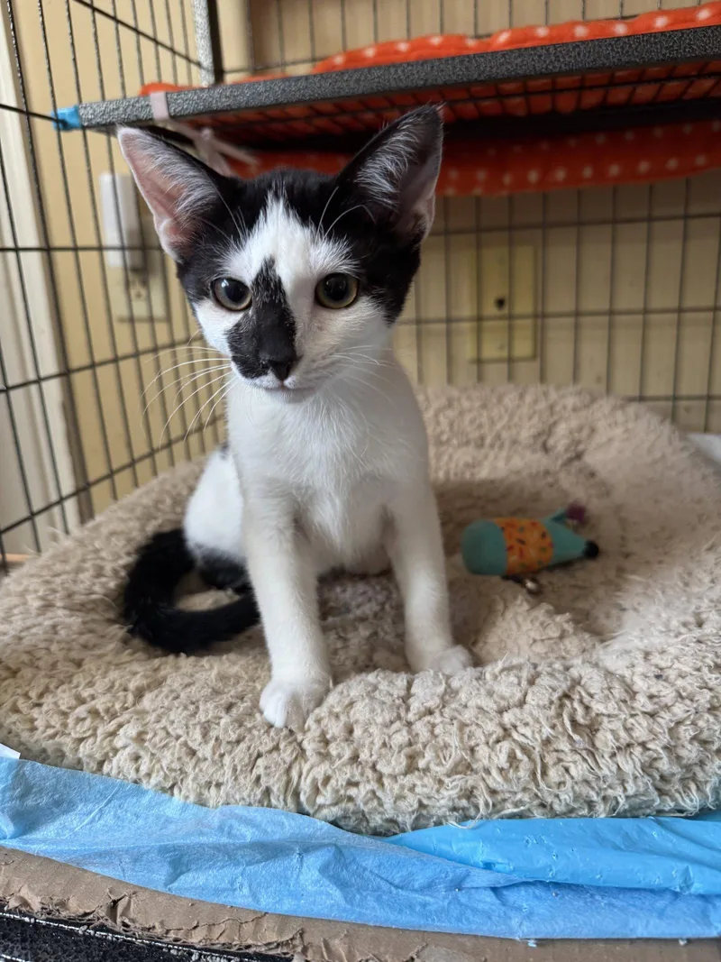 A baby medium-sized female Black & White / Tuxedo Domestic Short Hair cat named Cassiopeia for adoption in Cincinnati, OH