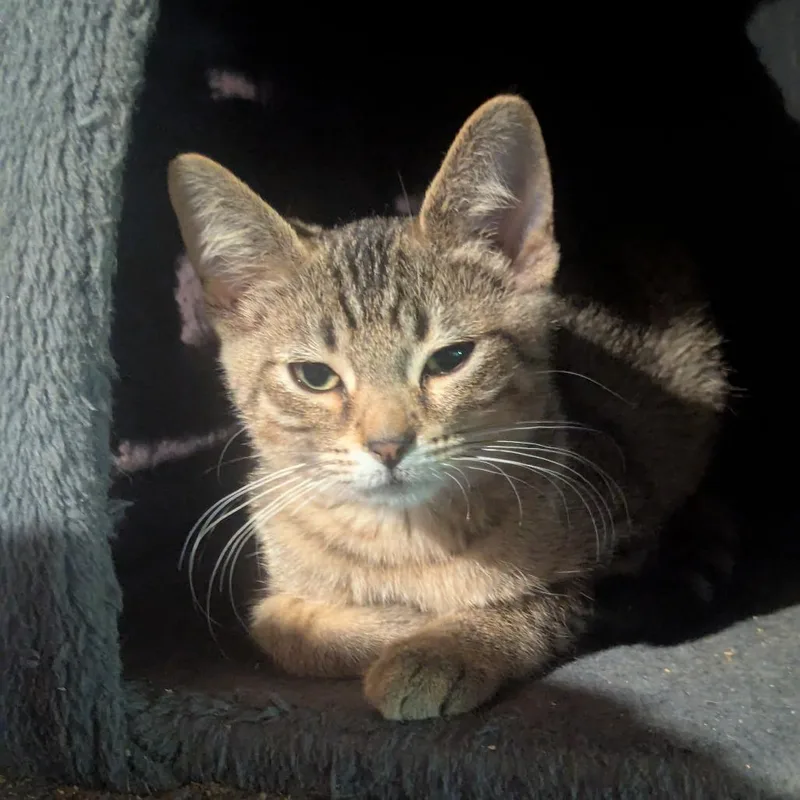 A young small-sized female Brown / Chocolate Domestic Short Hair cat named Carlita for adoption in Eaton Rapids, MI