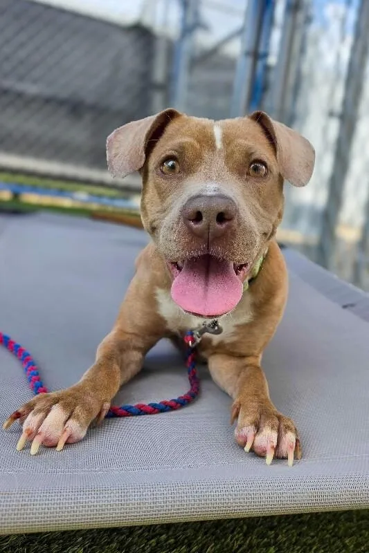 An adult medium-sized female Brown / Chocolate Mixed Breed dog named Tinsley for adoption in Cincinnati, OH
