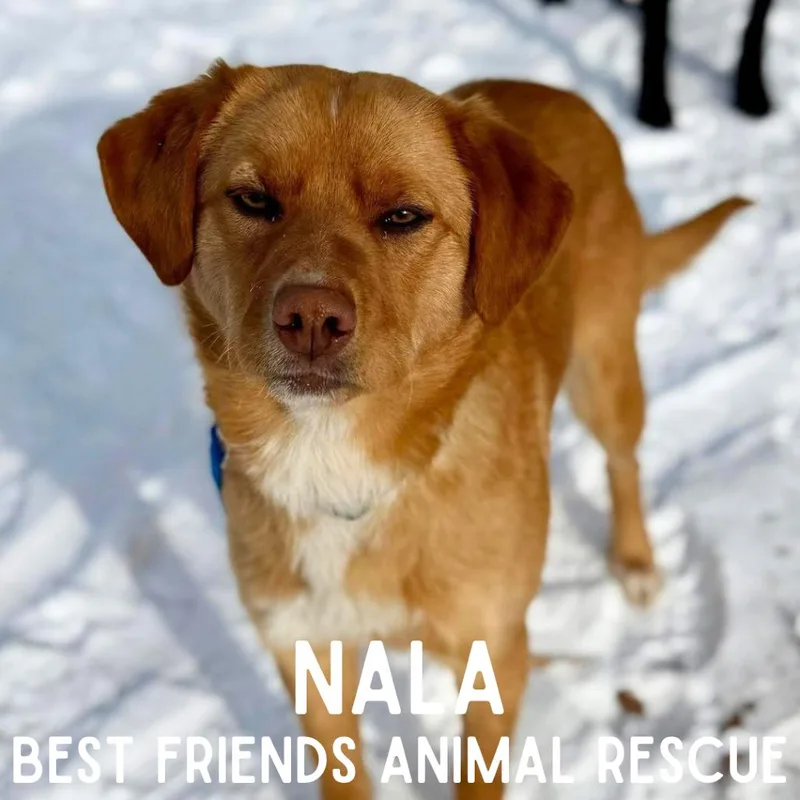 Nala