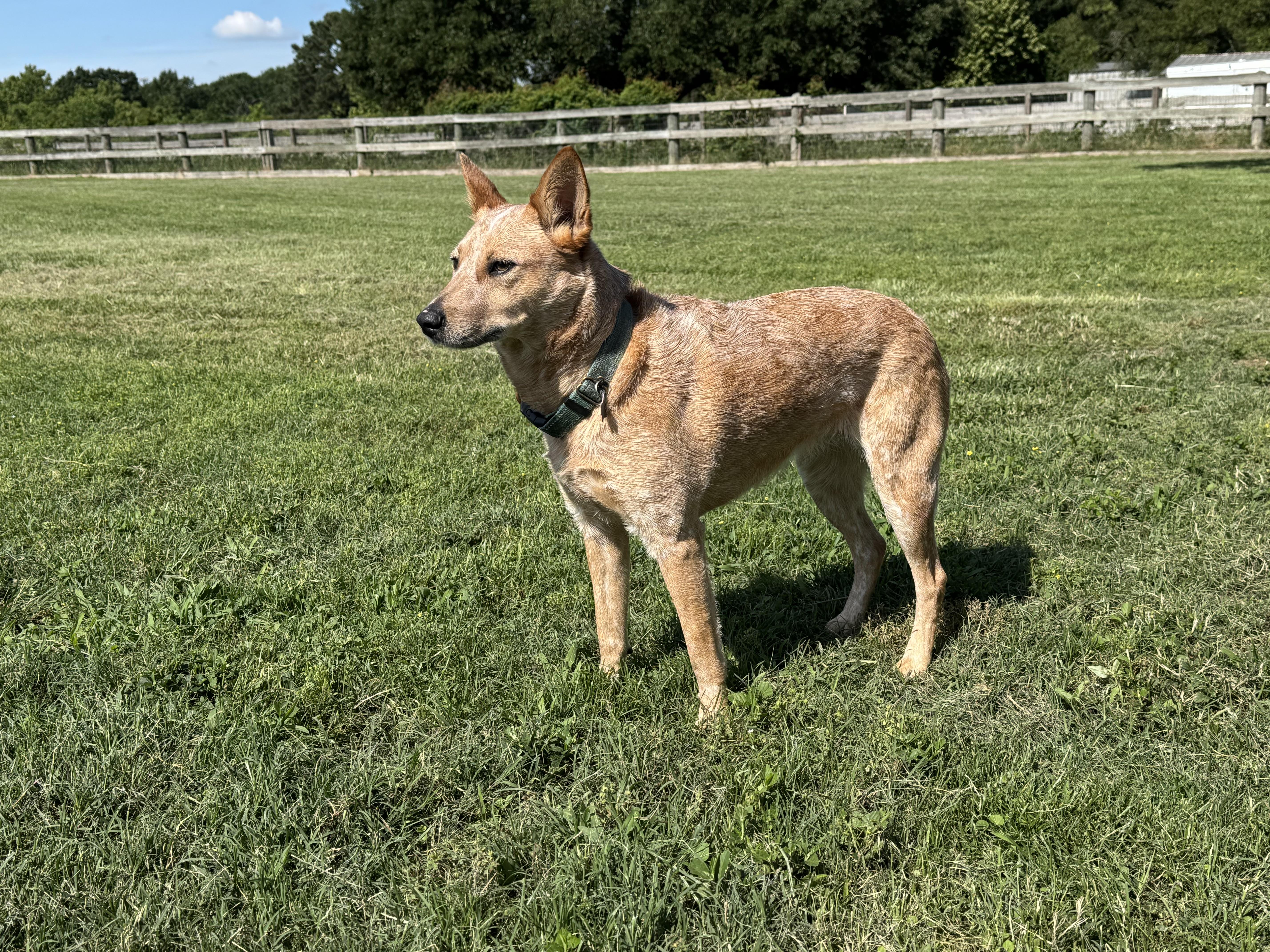 An adult medium-sized female Red / Chestnut / Orange Australian Cattle Dog / Blue Heeler dog named Kerby for adoption in Fort Worth, TX