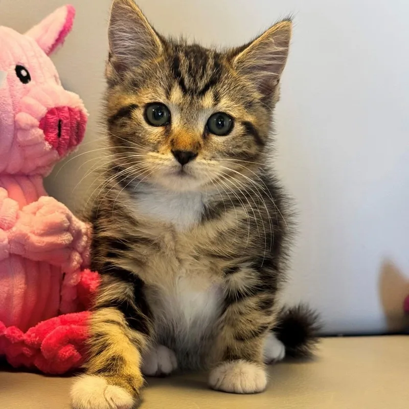 A young medium-sized female Domestic Short Hair cat named Skye for adoption in Syosset, NY