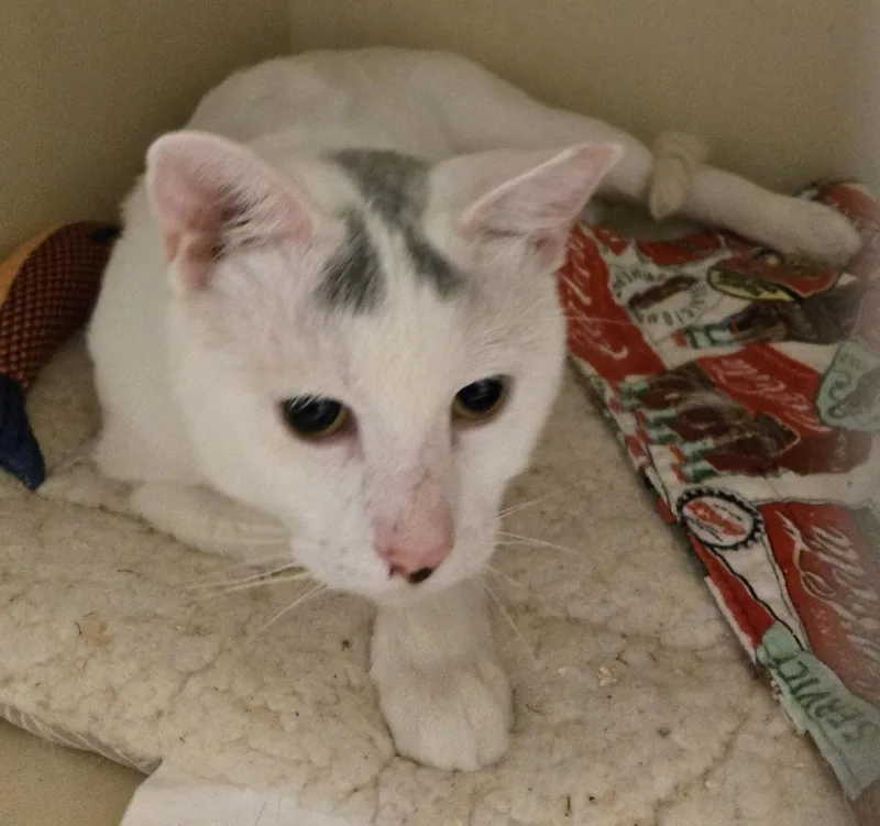 A young medium-sized male Domestic Short Hair cat named Kilo for adoption in Windsor, CT