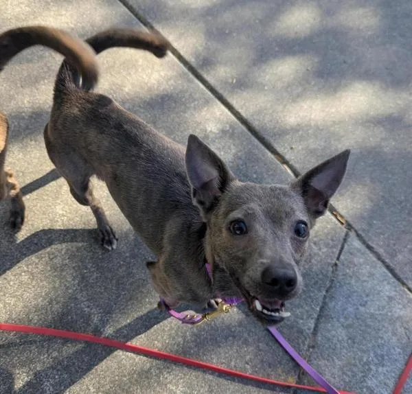 An adult small-sized female Chihuahua dog named Mabel for adoption in Santa Rosa, CA