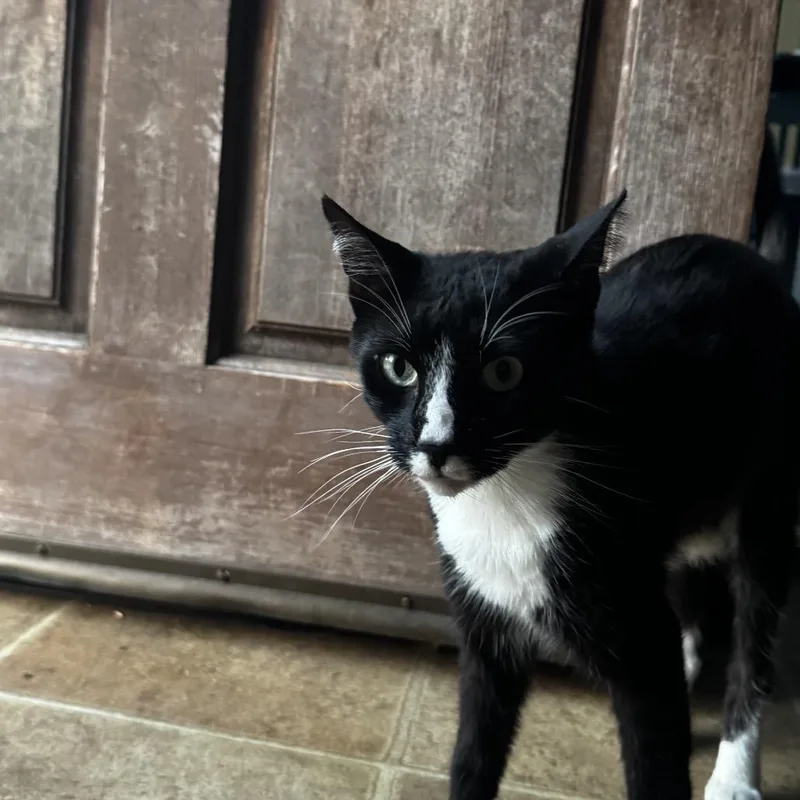 An adult small-sized male Black Domestic Medium Hair cat named Kali for adoption in San Pedro, CA