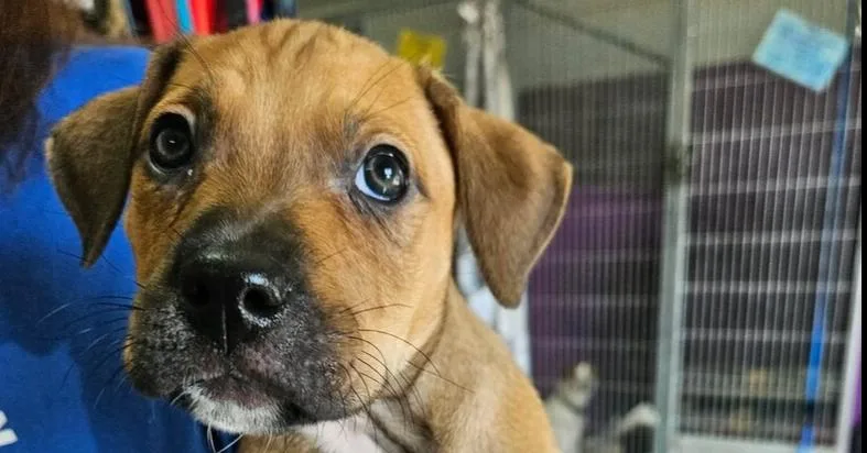A baby medium-sized female Terrier dog named Helen for adoption in Candler, NC