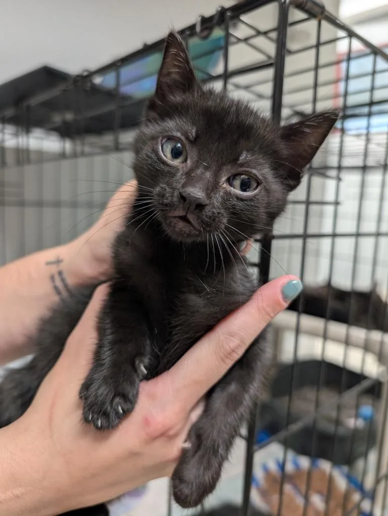 A baby medium-sized male Domestic Short Hair cat named Ridoc for adoption in Fall River, MA
