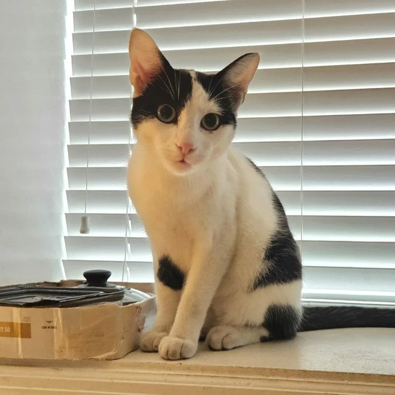A young medium-sized male Black & White / Tuxedo Domestic Short Hair cat named Nile for adoption in Tampa, FL