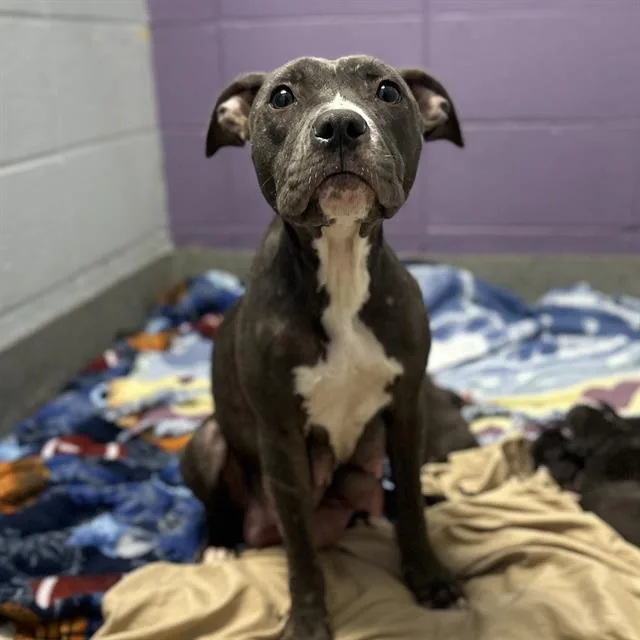 An adult medium-sized female Pit Bull Terrier dog named Polly for adoption in Huntsville, AL