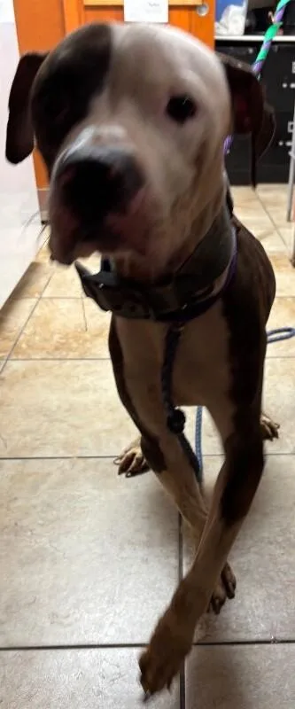 An adult large-sized male Brown / Chocolate Mixed Breed dog named Savage for adoption in Cincinnati, OH
