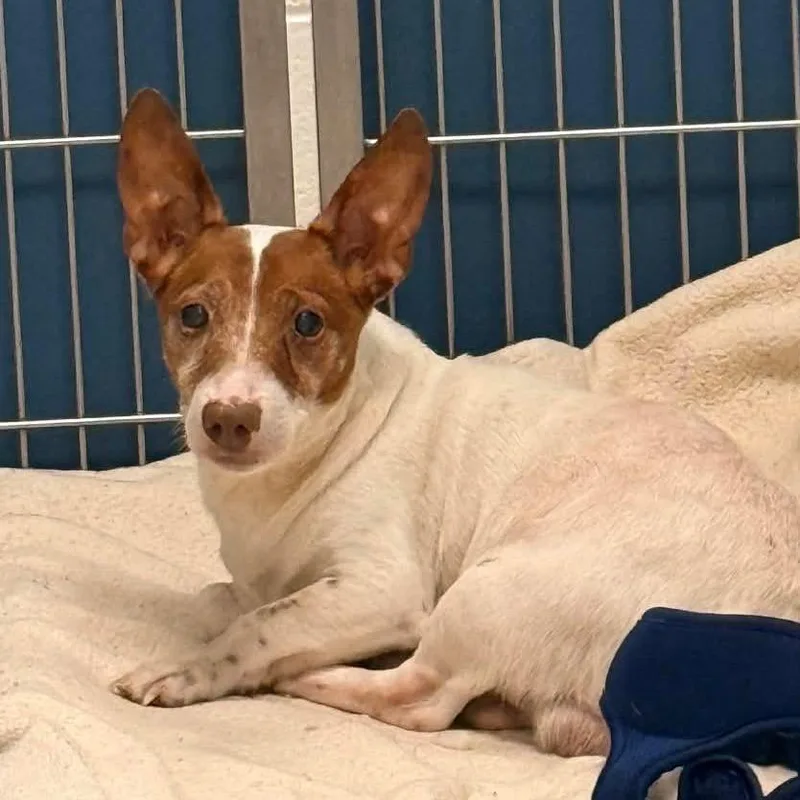 A senior small-sized male Red / Chestnut / Orange Jack Russell Terrier dog named Swizzle for adoption in Rockville, MD