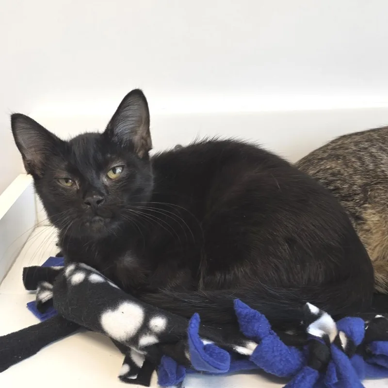 A baby small-sized female Black Domestic Short Hair cat named Over easy for adoption in Fort Wayne, IN