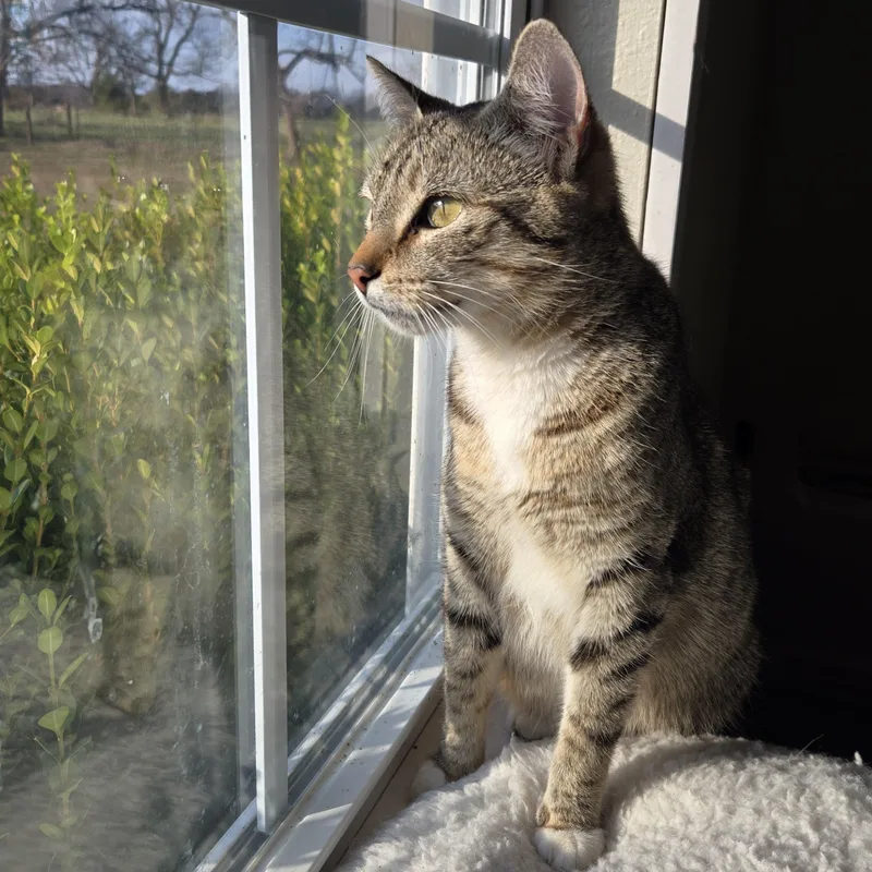 Laila Ali thumbnail 2