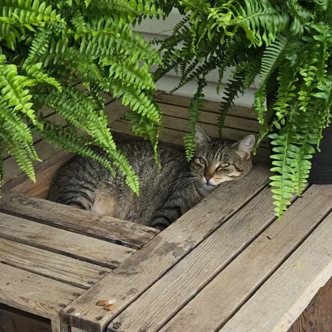 Laila Ali thumbnail 4