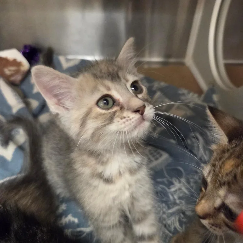 A baby small-sized female Gray / Blue / Silver Domestic Short Hair cat named Taki for adoption in Lake Panasoffkee, FL
