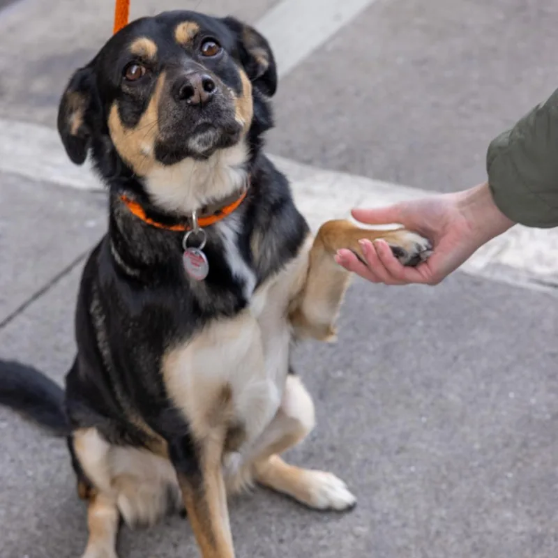 An adult medium-sized male Black Mixed Breed dog named Draco for adoption in New York, NY