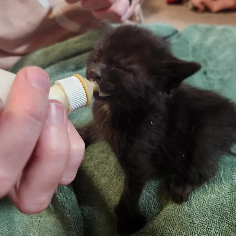 A baby small-sized female Black Domestic Short Hair cat named Flower for adoption in Oak Grove, MN