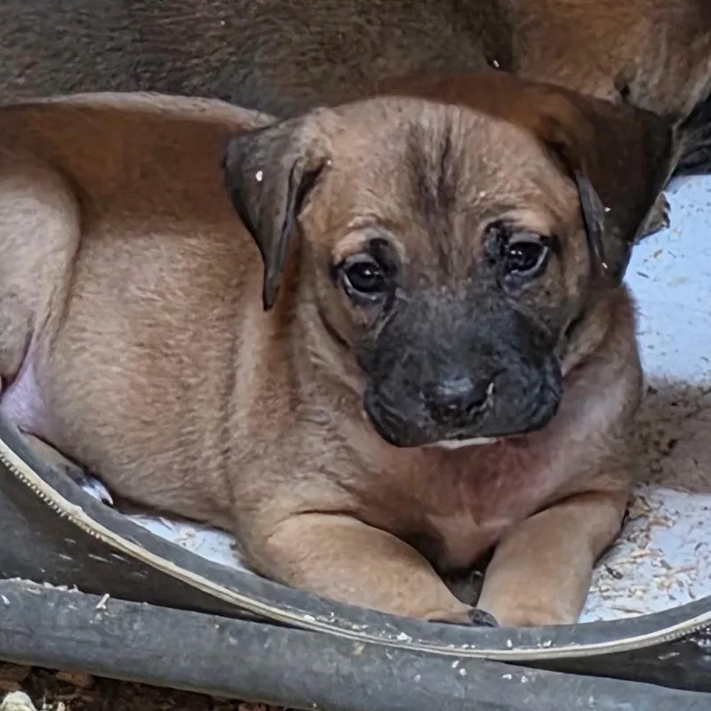 A baby medium-sized male Yellow / Tan / Blond / Fawn Plott Hound dog named Kayce for adoption in Mooresville, IN