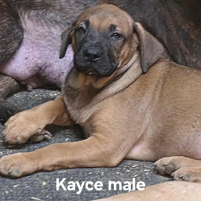 Kayce thumbnail 2