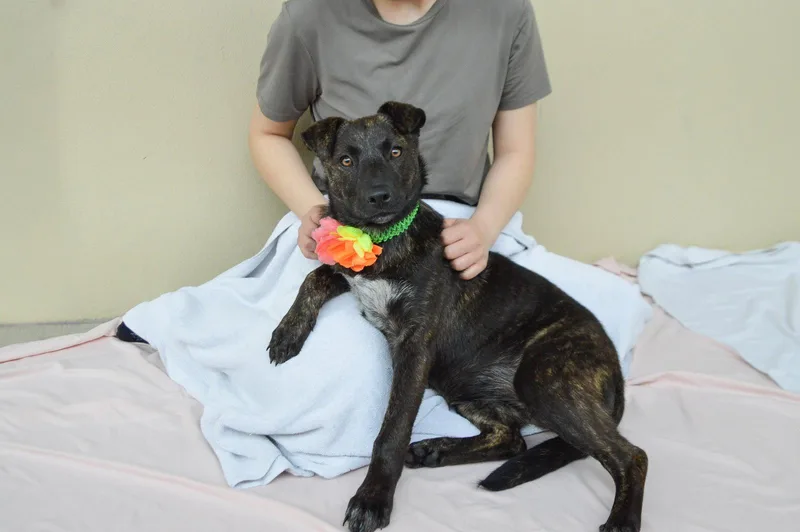 A baby large-sized female Shepherd dog named Genesis for adoption in McKinney, TX